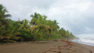 Tortuguero CR - by Rômulo Gama Ferreira - Wikimedia